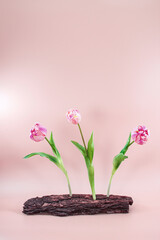 Picture modern flower decoration, Pink Tulips. Springtime motif, Easter design for postcard, poster, Valentine's Day, invitations, magazines, isolated on pink background.