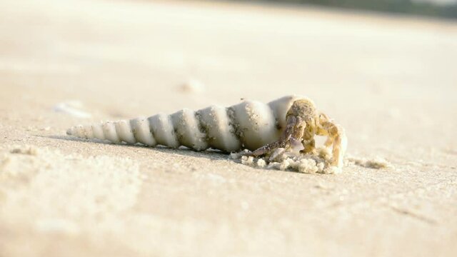 seashell on the beach