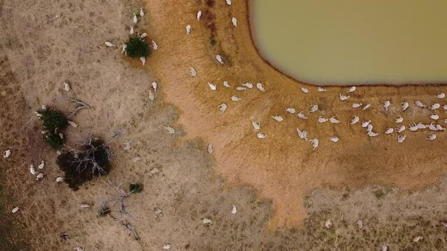 overhead view of a large flock of sheep resting in the sun and some walking to take a drink from the low level dam watering hole on a large farm, rural Victoria, Australia