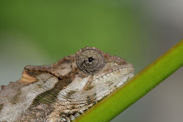 Chameleon