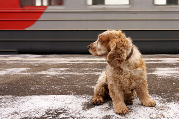 The dog sits on the station platform and looks at the passing train, meets or escorts the owner.