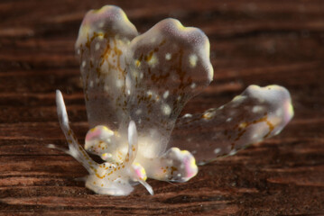 Nudibranch Cyerce Bourbonica. Romblon, Philipines. 