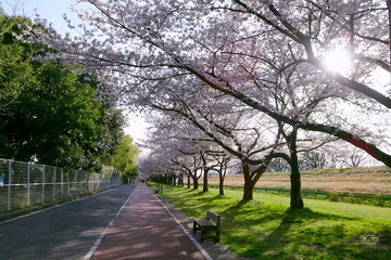 Obraz premium 桜とベンチが並ぶ遊歩道／川越水上公園（埼玉県）