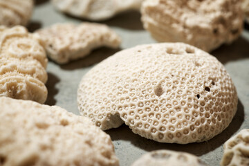 White coral stones