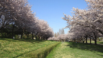 Obraz premium 芝生を挟む満開の桜／川越水上公園（埼玉県）