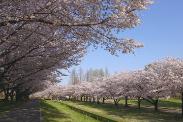 芝生と満開の桜／川越水上公園（埼玉県）