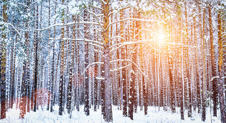 Sunbeams streaking through pine trunks in a winter pine forest after a snowfall at sunrise.