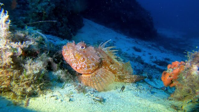 Wildlife undersea - Red scorpion fish over a sand seabed - Deel scuba diving in Majorca