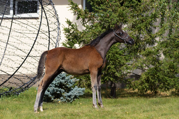 Body portrait of a beautiful young black arabian horse on natural background, profile side view, exterior