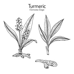 Curcuma zedoaria, zedoary, white turmeric or kentjur, edible and medicinal plant