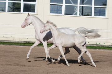 Two beautiful cremello horses runs free in paddock on the sand background, portrait in action