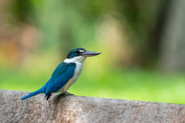 Collared kingfisher perching on the bench.