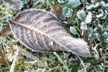 Herbstliches Blatt mit Eiskristallen (Raureif) in frostigem Gras auf einer winterlichen Wiese