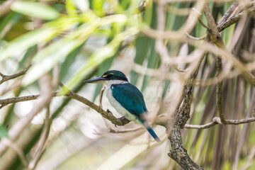 Collared kingfisher perching on the tree branch.
