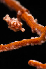 Denise's pygmy seahorse (Hippocampus denise). Underwater macro photography from Romblon, Philippines