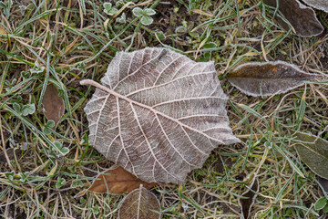 Ein herbstliches Blatt mit Raureif in frostigem Gras im Winter