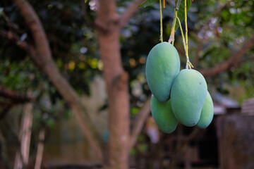 Fresh green mangoes on a mango tree