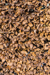 Autumn leaves in the park