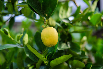 Lemon tree with one ripe lemon on the tree