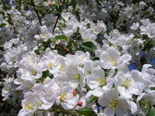 white apple tree in the garden
