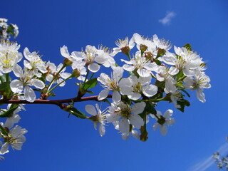 white cherry in the garden
