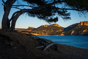 cap Canaille cassis France ,in evening light on the cliffs with a tree in the foreground
