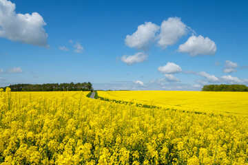 cultivo de colza en primavera, Montrésor, departamento de Indre y Loira, France,Western Europe
