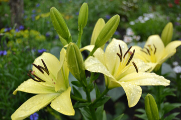yellow lily in the garden
