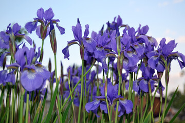 bouquet of siberian blue irises