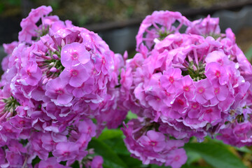 phlox pink for creating background and texture
