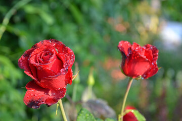 Obraz premium red rose in the dew close up