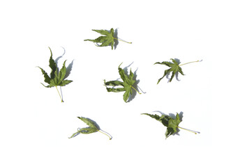 Dried green maple leaf isolated white background.