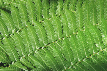 Fresh Green Leaves of Tropical Fern Natural Pattern Background
