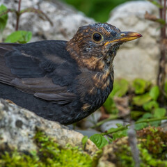 Amsel (Turdus merula) Männchen