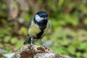 Kohlmeise (parus major)