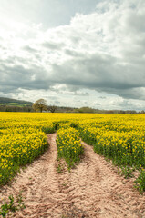 Fototapeta na wymiar Canola crops in the English countryside.