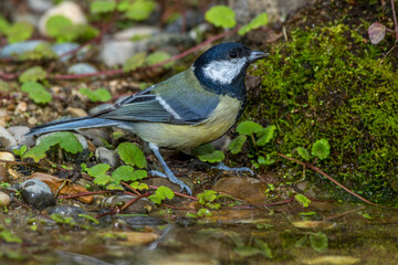 Kohlmeise (parus major)