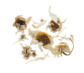 Dried chamomile levitates on a white background