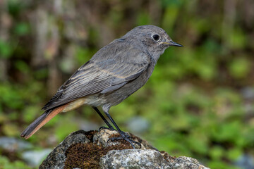 Hausrotschwanz (Phoenicurus ochruros) Weibchen badet
