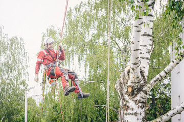 Arborist cuts branches on a tree with a chainsaw, secured with safety ropes.