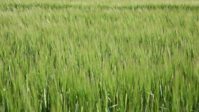 Vent dans un champ de c&eacute;r&eacute;ales au printemps