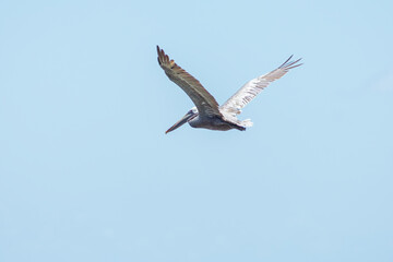 Pelican with open wings flying high in the Jamaican blue sky.
