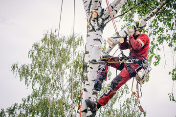 Arborist cuts branches on a tree with a chainsaw, secured with safety ropes.