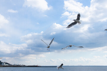 たくさんのカモメが飛び交う
