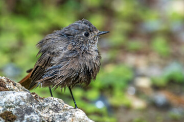 Hausrotschwanz (Phoenicurus ochruros) Weibchen badet