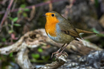 Rotkehlchen (Erithacus rubecula)
