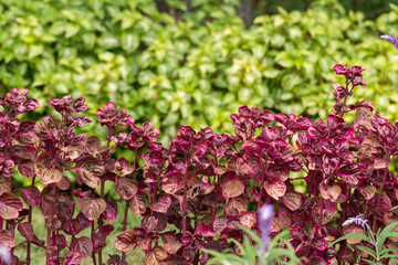 Bright natural red leaves of coleus plant in garden