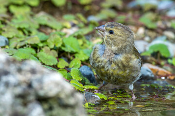 Grünfink (Carduelis chloris) an Wasserstelle, Jugendkleid