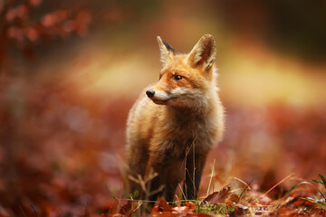 male red fox (Vulpes vulpes) in the autumn forest looks carefully, beautiful portrait close up