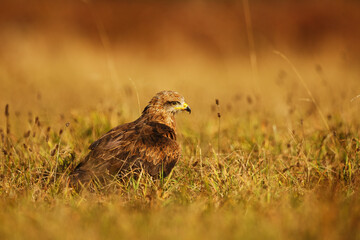 male black kite (Milvus migrans) sitting in the grass on prey